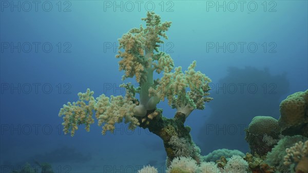 Soft coral