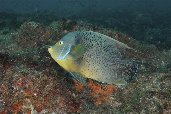 Koran angelfish