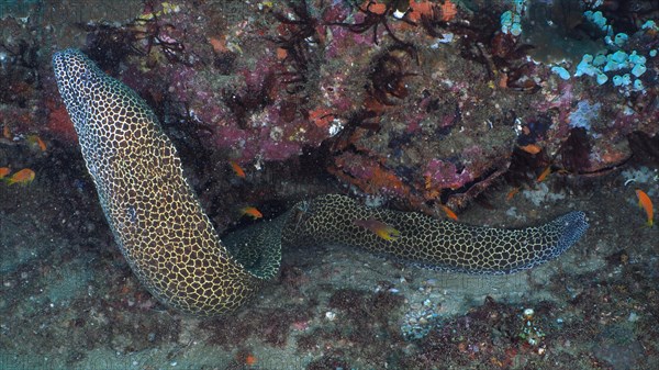 Laced moray