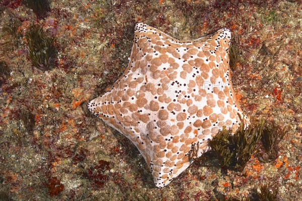 Spiked spiny cushion star