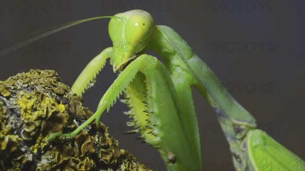 Close up portrait of praying mantis walks along tree branch covered with lichen. Transcaucasian tree mantis