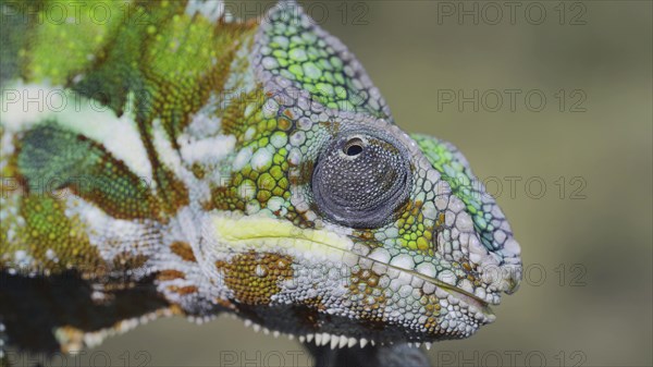 Close-up portrait of curious chameleon looks at up on sunny day. Panther chameleon