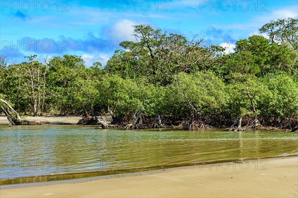 Beach and the mangrove swamp with its trees and roots sprouting from the waters where the river meets the sea in Serra Grande