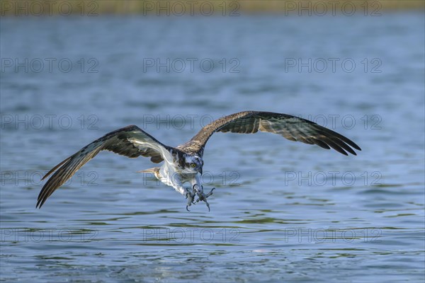 Western osprey