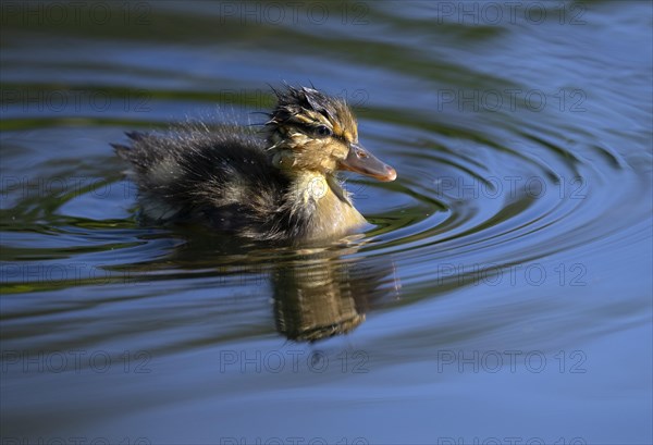Duckling mallard