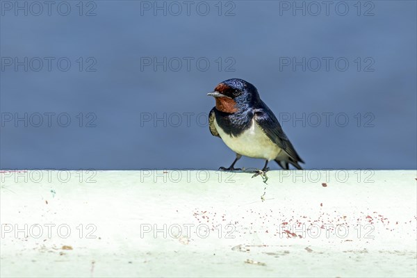 Barn swallow