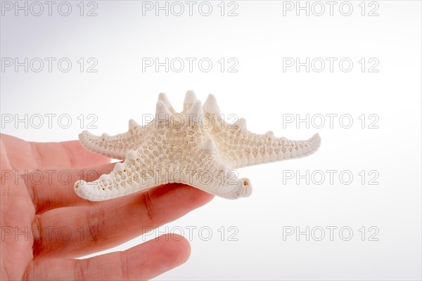 Hand holding a Beautiful orange starfish on a white background