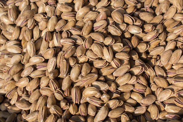 Pistachio nuts with shell ready to eat