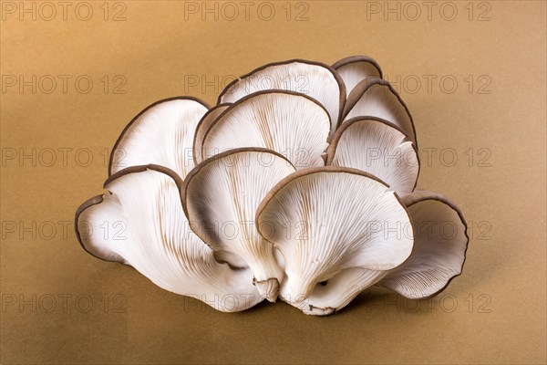 Oyster mushroom