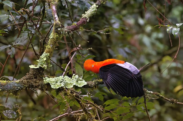 Male Andean cock-of-the-rock