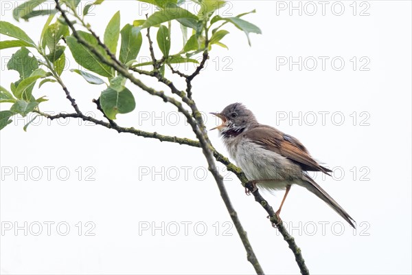 Common whitethroat