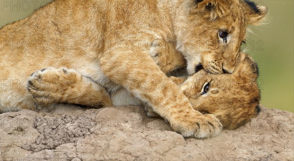 Two cubs