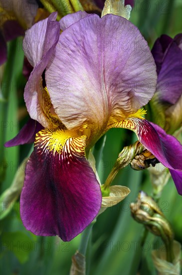 German iris