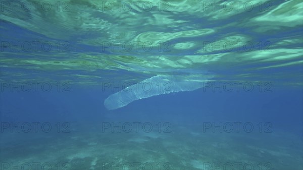 Colonial Pyrosoma Tunicates drifts under surface of blue water in sunlights. Pyrosomes