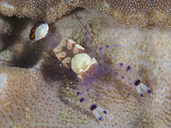 Peacock-eyed anemone shrimp