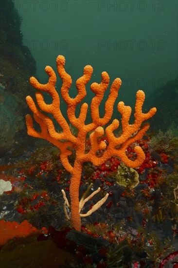 Orange sine sea fan