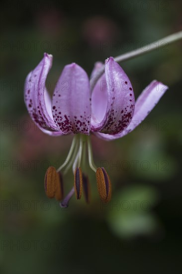 Martagon lily