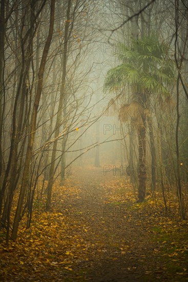 Beautiful Forest Path in Autumn with Fog in Ascona