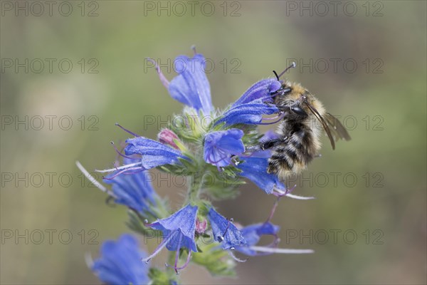 Shrill carder bee