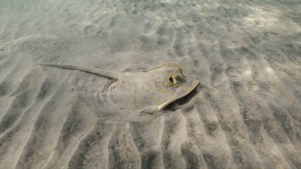 Stingray searches for food at the bottom on sunny day. Blue spotted Stingray or Bluespotted Ribbontail Ray