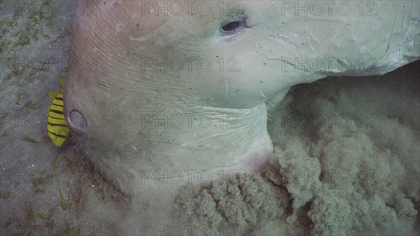 Top view of Dugong or Sea Cow