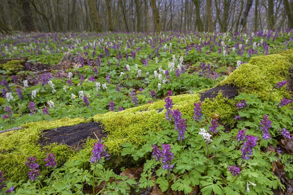 Hollow larkspur