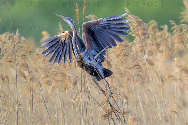 Purple heron