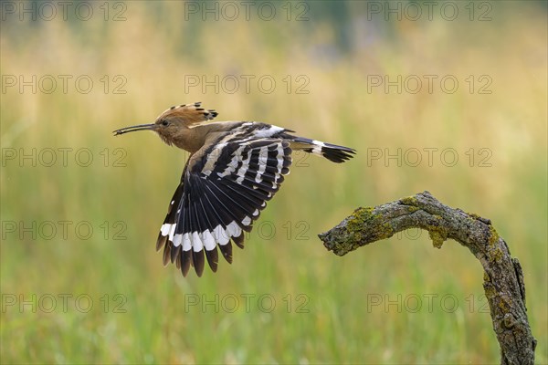 Hoopoe