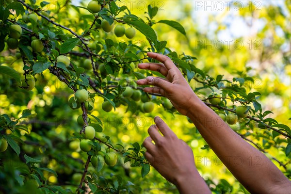 Hand of flower greenhouse nursery gardener working