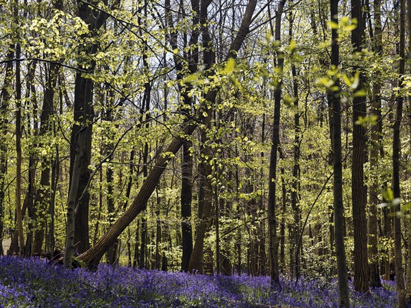 Common bluebell