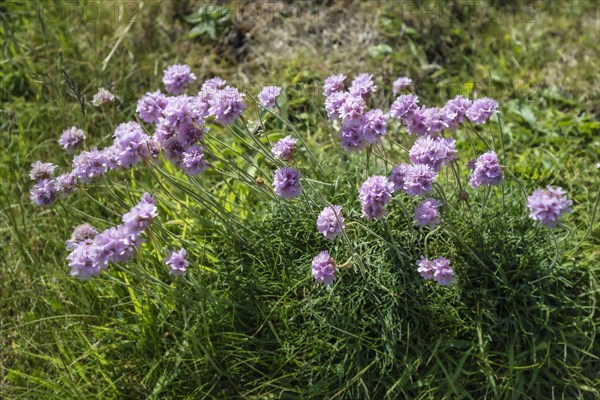 Sea thrift