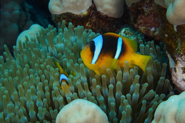 A pair of red sea clownfish