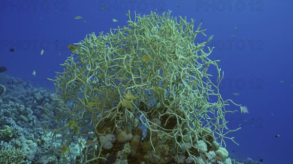 Soft coral colony