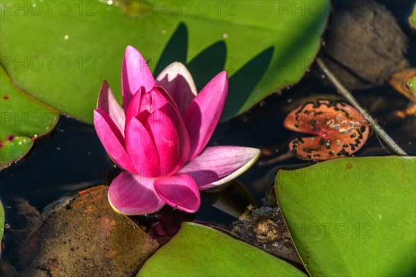 Pink water lily star flower in an artificial pond. Jardin des deux rives