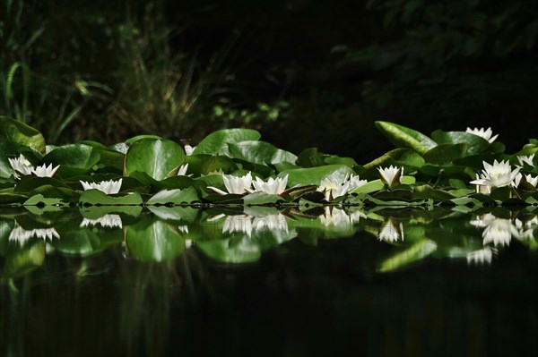 Picturesque white water lilies