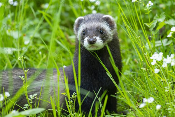 European polecat