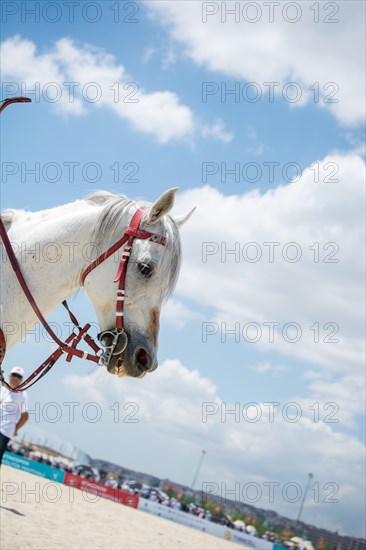 Portrait of dark palomino horse. Horse head with long mane in profile