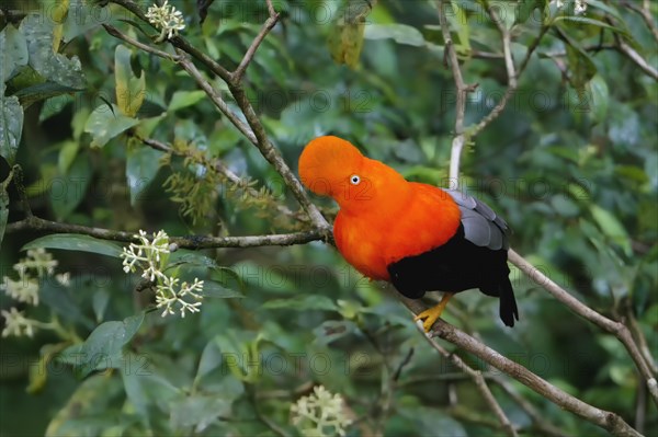 Male Andean cock-of-the-rock