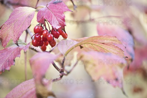 Guelder rose