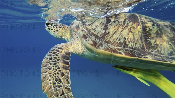 Bottom view of Great Green Sea Turtle