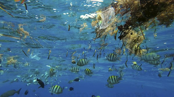 Plastic debris drifts along with scraps of algae on surface of water above the coral reef