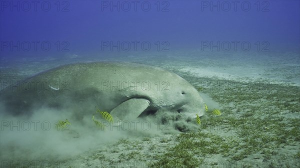 Sea Cow