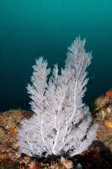 Christmas tree coral