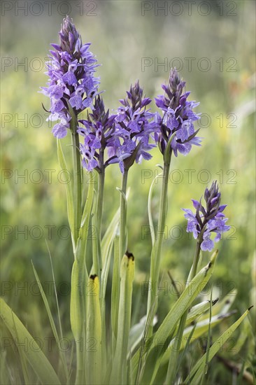 Southern marsh orchid