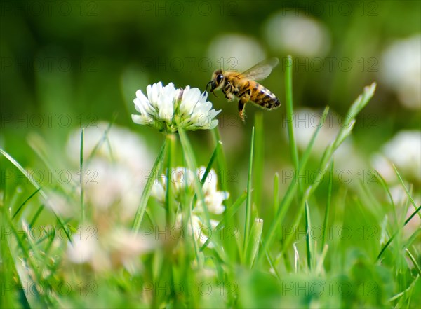 Bee Looking for Pollen on a Flower