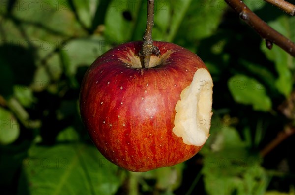 Bitten Red Apple Hanging in a Tree