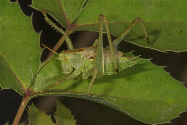 Great green bush cricket