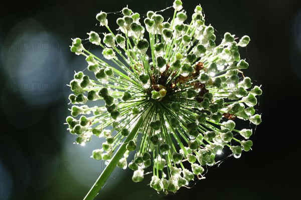 Ornamental garlic