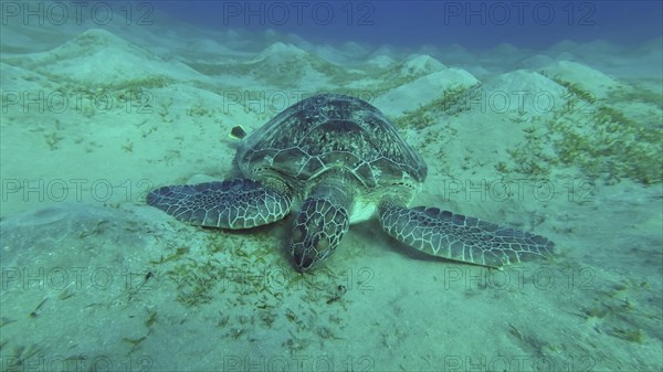 Sea turtle grazing on the seaseabed