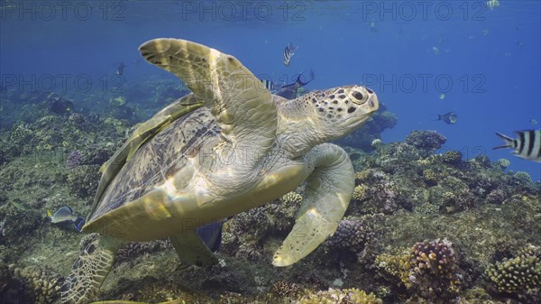 Great Green Sea Turtlle